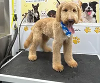 King , a male Goldendoodle for sale in Miami, FL – 3 of 3