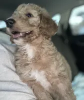 King , a male Goldendoodle for sale in Miami, FL – 2 of 3