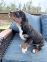Blaze AKC, a male Cavalier King Charles Spaniel for sale in Lumberton, MS – 3 of 7
