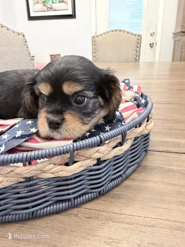 Tipsy AKC – Cavalier King Charles Spaniel puppy for sale in Lumberton, MS