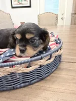 Tipsy AKC, a male Cavalier King Charles Spaniel for sale in Lumberton, MS – 1 of 3