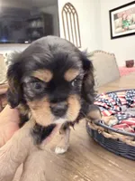 Tipsy AKC, a male Cavalier King Charles Spaniel for sale in Lumberton, MS – 2 of 3