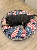 Brownie AKC, a male Cavalier King Charles Spaniel for sale in Lumberton, MS – 3 of 3