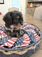 Chip AKC, a male Cavalier King Charles Spaniel for sale in Lumberton, MS – 2 of 3