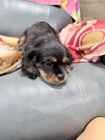 Chip AKC, a male Cavalier King Charles Spaniel for sale in Lumberton, MS – 4 of 5