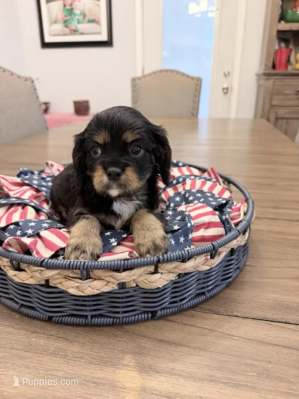 Brownie AKC – Cavalier King Charles Spaniel puppy for sale in Lumberton, MS