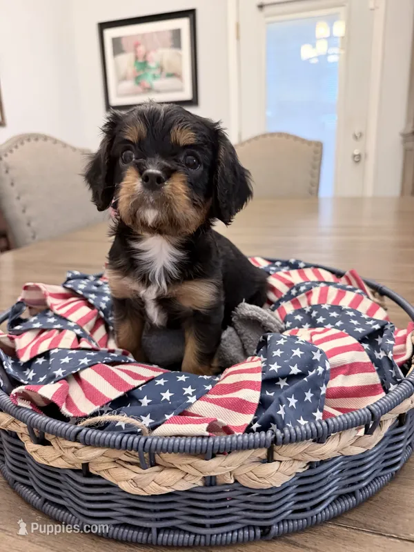 Chip AKC – Cavalier King Charles Spaniel puppy for sale in Lumberton, MS