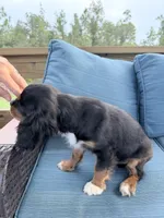 Blaze AKC, a male Cavalier King Charles Spaniel for sale in Lumberton, MS – 2 of 7