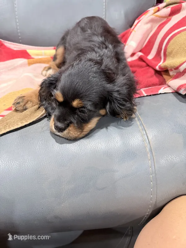 Chip AKC – Cavalier King Charles Spaniel puppy for sale in Lumberton, MS
