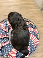 Brownie AKC, a male Cavalier King Charles Spaniel for sale in Lumberton, MS – 2 of 3