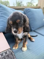 Blaze AKC, a male Cavalier King Charles Spaniel for sale in Lumberton, MS – 4 of 7