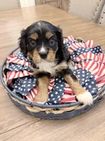 Blaze AKC, a male Cavalier King Charles Spaniel for sale in Lumberton, MS – 2 of 3