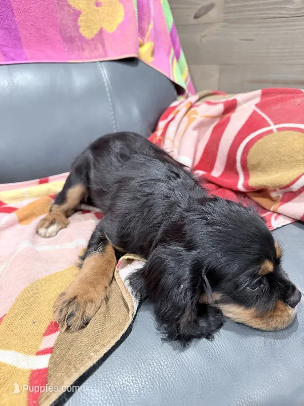 Chip AKC – Cavalier King Charles Spaniel puppy for sale in Lumberton, MS