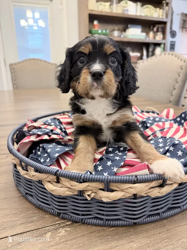 Blaze AKC – Cavalier King Charles Spaniel puppy for sale in Lumberton, MS