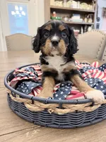 Blaze AKC, a male Cavalier King Charles Spaniel for sale in Lumberton, MS – 1 of 3