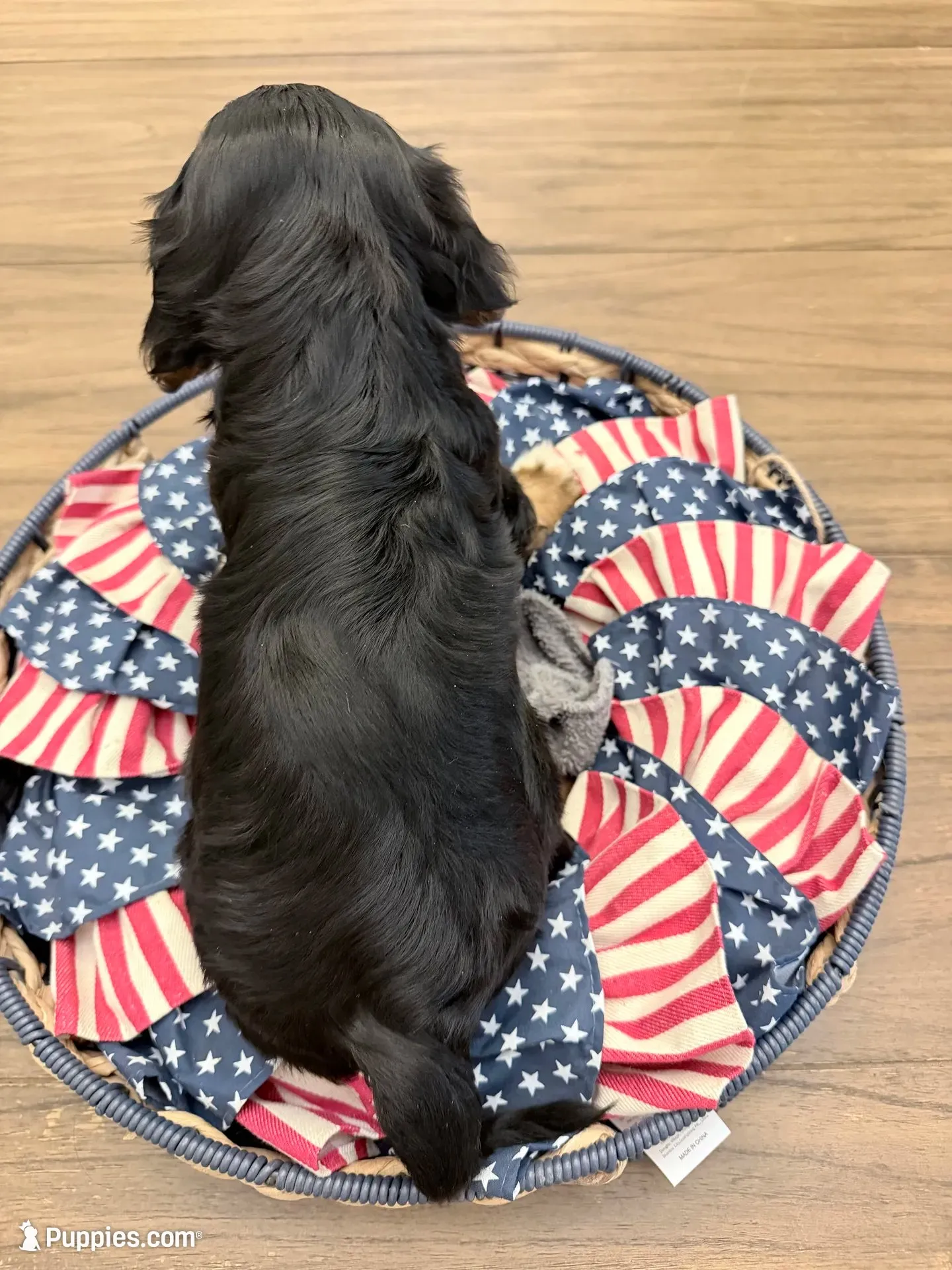 Chip AKC, a male Cavalier King Charles Spaniel for sale in Lumberton, MS – 3 of 5