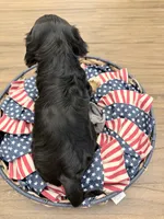 Chip AKC, a male Cavalier King Charles Spaniel for sale in Lumberton, MS – 3 of 3