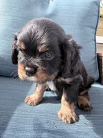 Whiskey AKC, a male Cavalier King Charles Spaniel for sale in Lumberton, MS – Photo 2 of 3