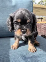 Whiskey AKC, a male Cavalier King Charles Spaniel for sale in Lumberton, MS – Photo 3 of 3