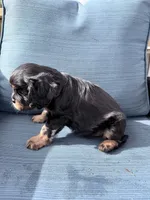 Whiskey AKC, a male Cavalier King Charles Spaniel for sale in Lumberton, MS – Photo 1 of 3