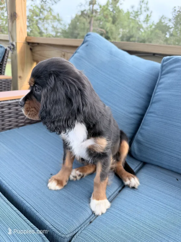 Blaze AKC – Cavalier King Charles Spaniel puppy on hold in Lumberton, MS