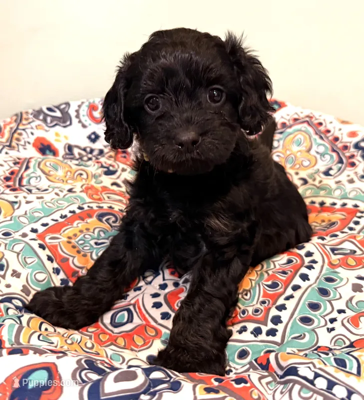 Gigi F1 – Cavapoo puppy for sale in Manorville, NY