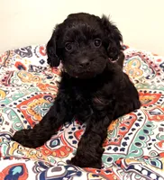Gigi F1, a female Cavapoo for sale in Manorville, NY – 1 of 1