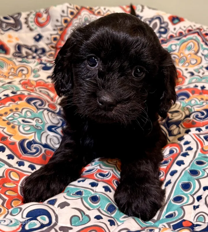 Gracy F1 – Cavapoo puppy for sale in Manorville, NY