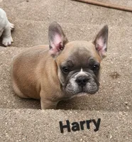 Harry, a male French Bulldog for sale in Grant, NE – 3 of 7