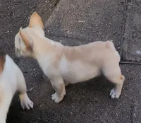 Honey, a female French Bulldog for sale in Grant, NE – 7 of 10