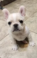 Honey, a female French Bulldog for sale in Grant, NE – 3 of 10