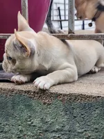 Honey, a female French Bulldog for sale in Grant, NE – 5 of 10