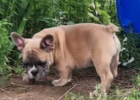 Harry, a male French Bulldog for sale in Grant, NE – 7 of 7