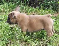 Harry, a male French Bulldog for sale in Grant, NE – 4 of 7
