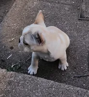 Honey, a female French Bulldog for sale in Grant, NE – 10 of 10