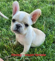 Honey, a female French Bulldog for sale in Grant, NE – 2 of 10