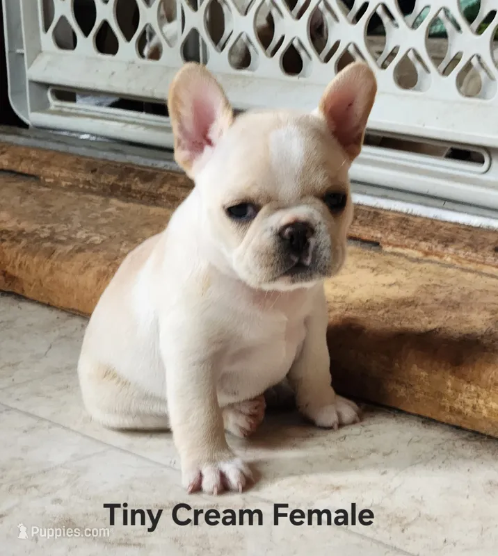 Honey – French Bulldog puppy for sale in Grant, NE