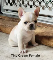 Honey, a female French Bulldog for sale in Grant, NE – 1 of 10