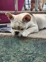 Honey, a female French Bulldog for sale in Grant, NE – 6 of 10