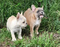 Honey, a female French Bulldog for sale in Grant, NE – 9 of 10