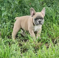 Harry, a male French Bulldog for sale in Grant, NE – 2 of 7