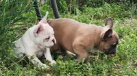 Honey, a female French Bulldog for sale in Grant, NE – 8 of 10