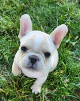 Honey, a female French Bulldog for sale in Grant, NE – 4 of 10