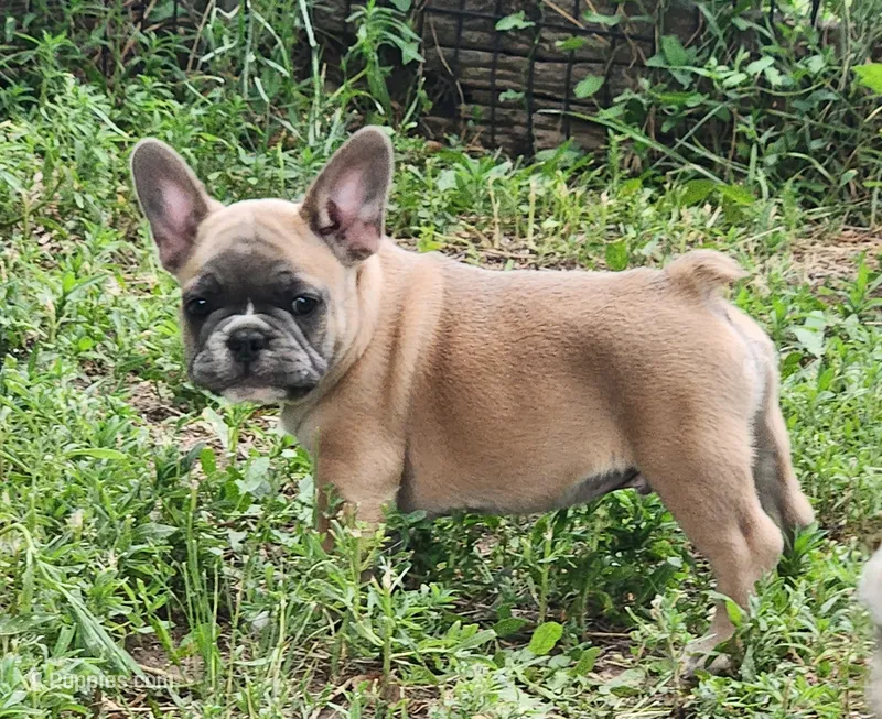 Harry – French Bulldog puppy for sale in Grant, NE