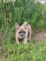 Harry, a male French Bulldog for sale in Grant, NE – 6 of 7