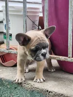 Harry, a male French Bulldog for sale in Grant, NE – 5 of 7