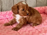 lilly, a female Cavapoo for sale in North Canton, OH – Photo 2 of 5
