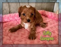 lilly, a female Cavapoo for sale in North Canton, OH – Photo 1 of 5