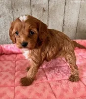 lilly, a female Cavapoo for sale in North Canton, OH – Photo 4 of 5