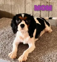 lilly, a female Cavapoo for sale in North Canton, OH – Photo 5 of 5